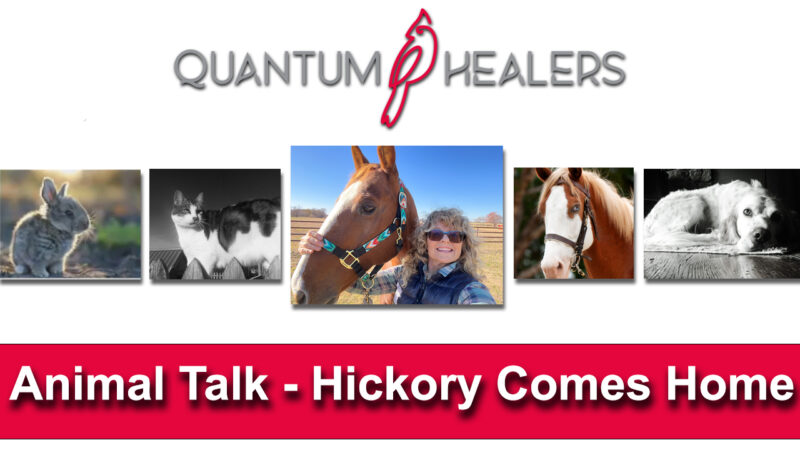 Animal Talk Hickory Comes Home